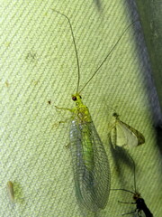 Calochrysa extranea