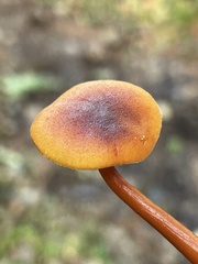 Gymnopilus oregonensis