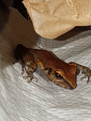 Pristimantis zeuctotylus