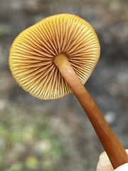Gymnopilus oregonensis