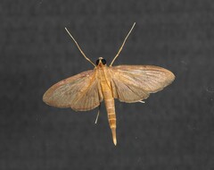 Hymenoptychis sordida