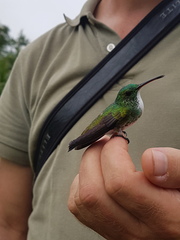 Chrysuronia leucogaster