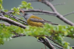 Phrygilus patagonicus