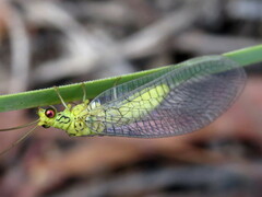 Calochrysa extranea