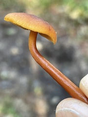 Gymnopilus oregonensis