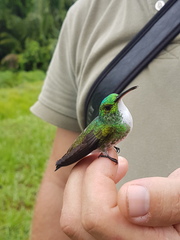 Chrysuronia leucogaster