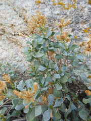Ericameria cuneata spathulata