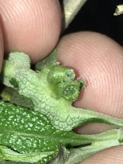 Rhopalomyia audibertiae