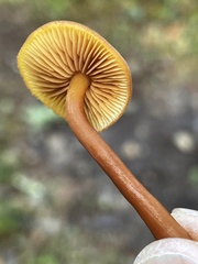 Gymnopilus oregonensis