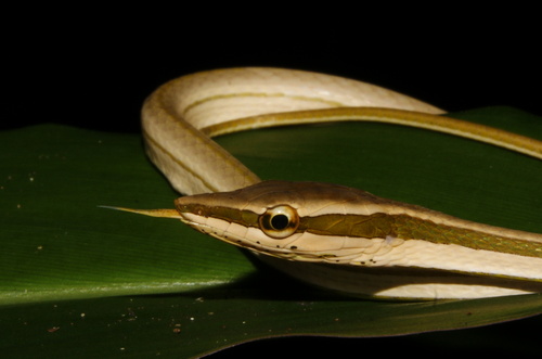 Striped Sharpnose Snake, Xenoxybelis argenteus