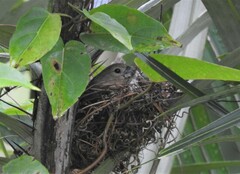 Sporophila americana