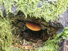 Gymnopilus oregonensis