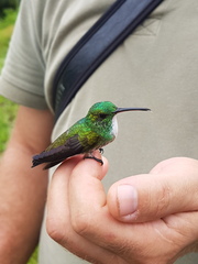 Chrysuronia leucogaster