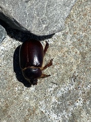 Pericoptus
