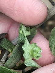 Rhopalomyia audibertiae