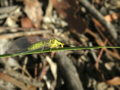 Calochrysa extranea