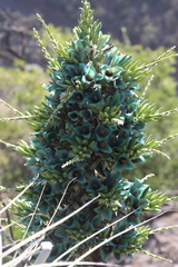 Puya alpestris