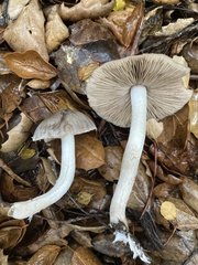 Coprinopsis uliginicola