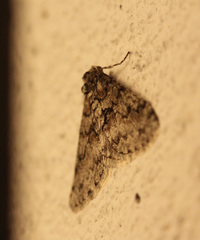 Phigalia denticulata