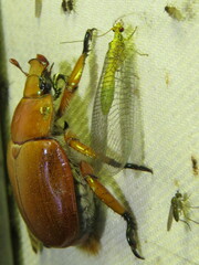 Calochrysa extranea