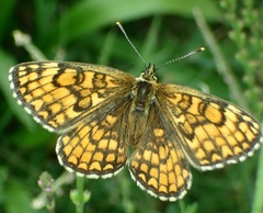 Melitaea celadussa
