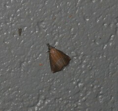 Hypena