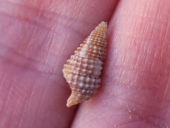 Cerithium lutosum