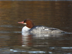 Mergus merganser americanus