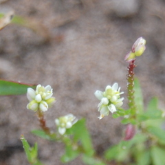 Polygalaceae