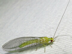 Calochrysa extranea
