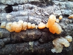 Myxarium nucleatum
