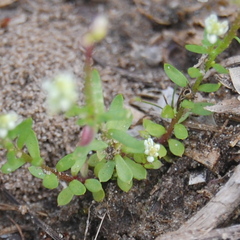 Polygalaceae