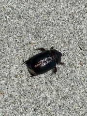 Pericoptus