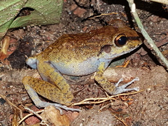 Pristimantis zeuctotylus