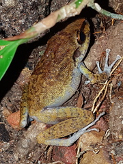 Pristimantis zeuctotylus