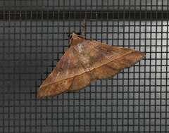 Hypospila dochmotoma