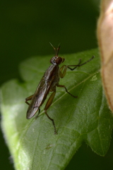 Sepedon spinipes