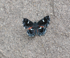 Calydna sturnula
