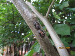 Antiteuchus