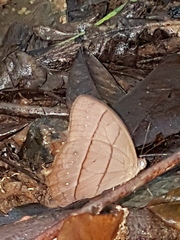 Taygetis rufomarginata