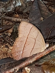 Taygetis rufomarginata