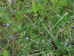 Lathyrus pusillus