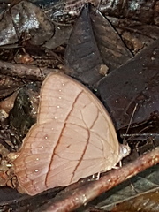 Taygetis rufomarginata