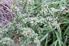 Malvastrum americanum