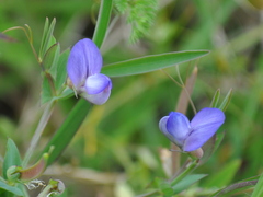 Lathyrus pusillus