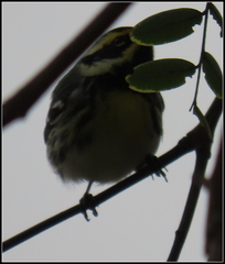 Setophaga nigrescens × townsendi