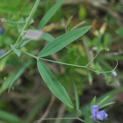 Lathyrus pusillus