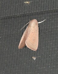 Leucania abdominalis