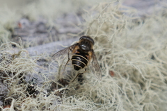 Eristalis croceimaculata