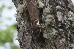 Aphrastura spinicauda